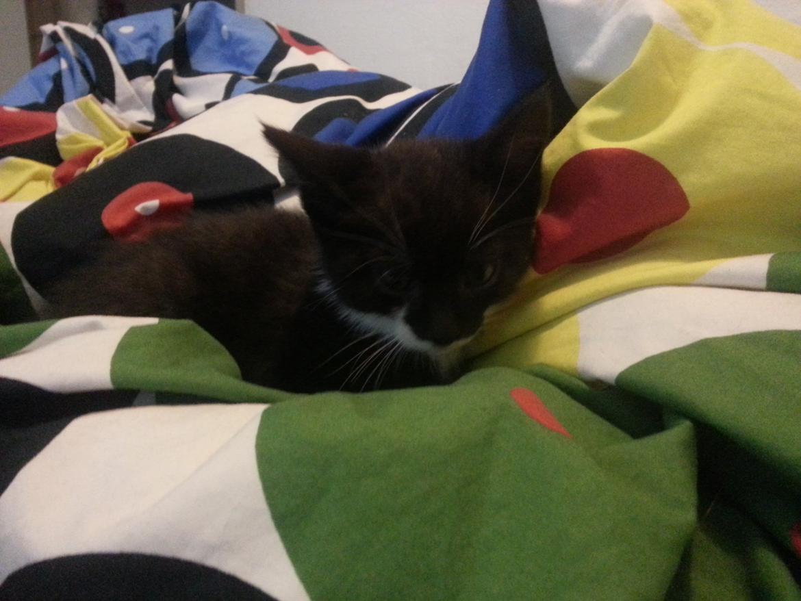 Huskat Sofus billede 5