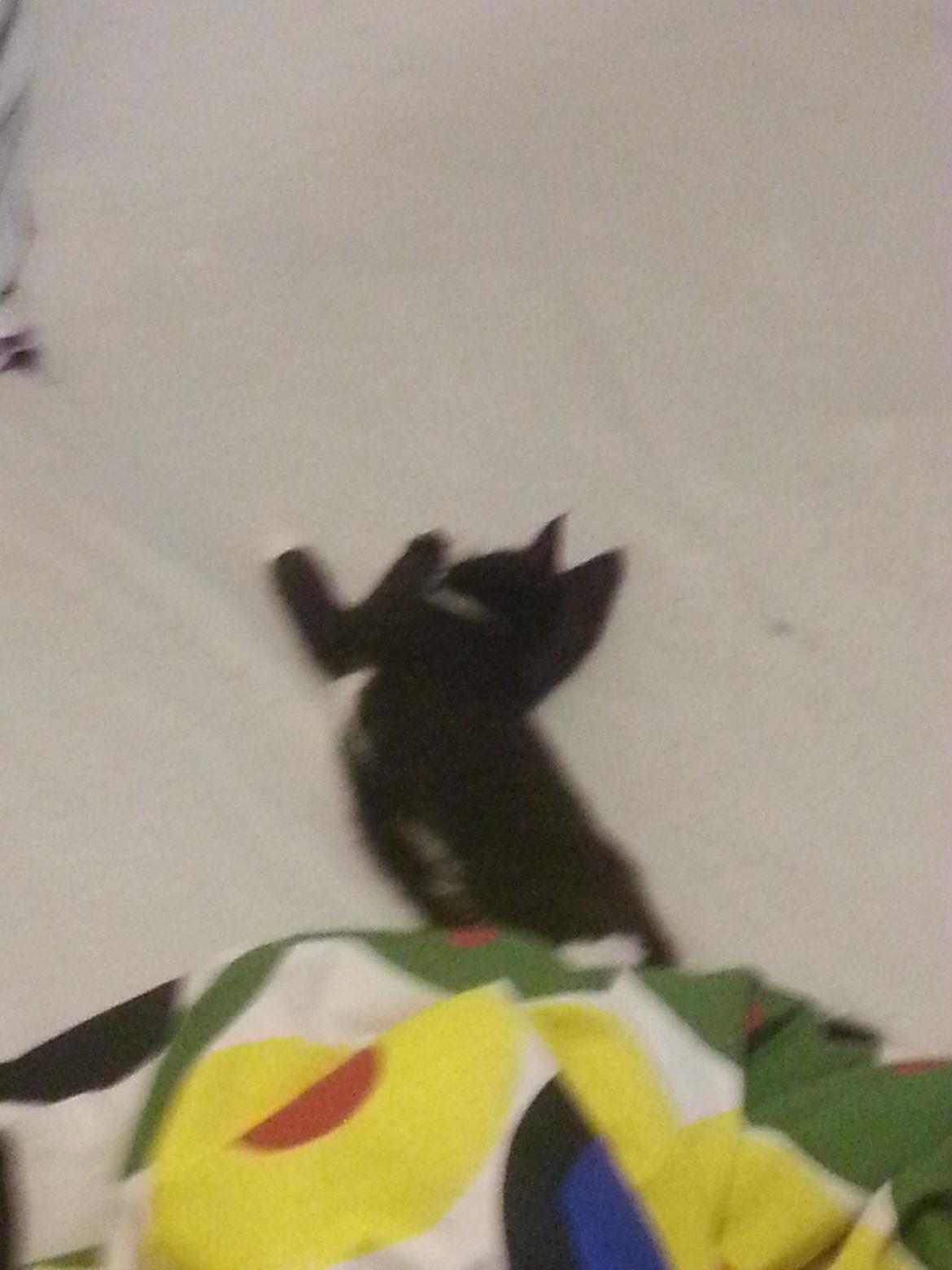 Huskat Sofus billede 6