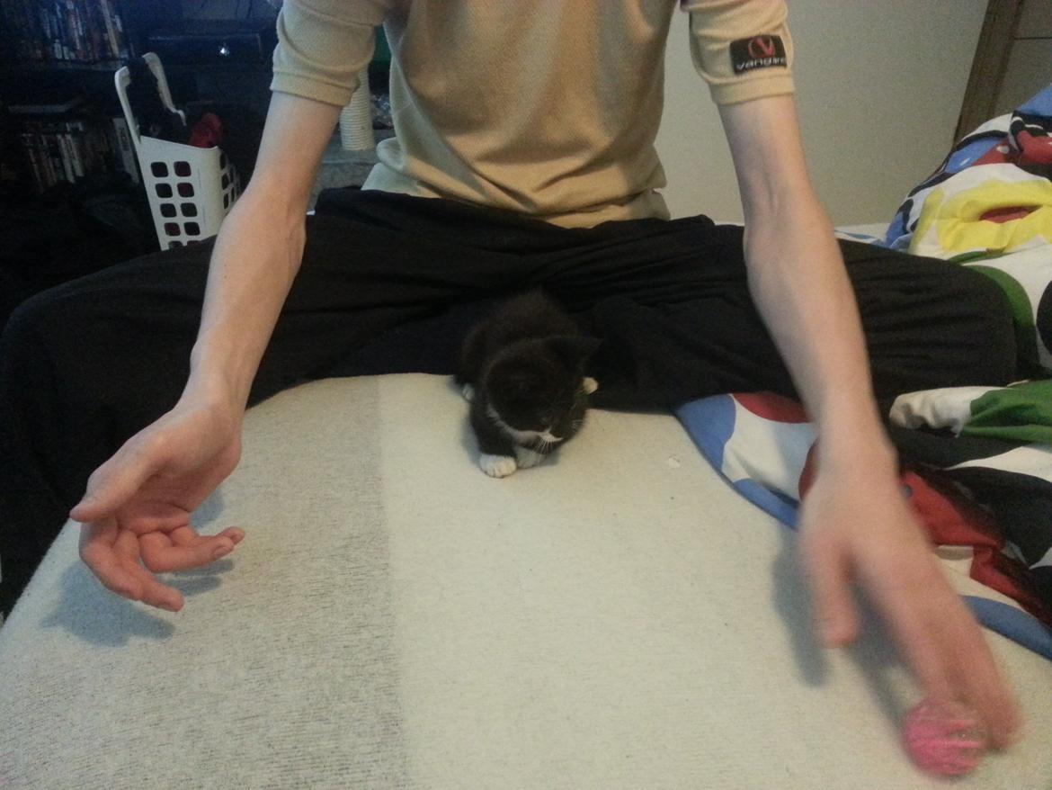 Huskat Sofus billede 7