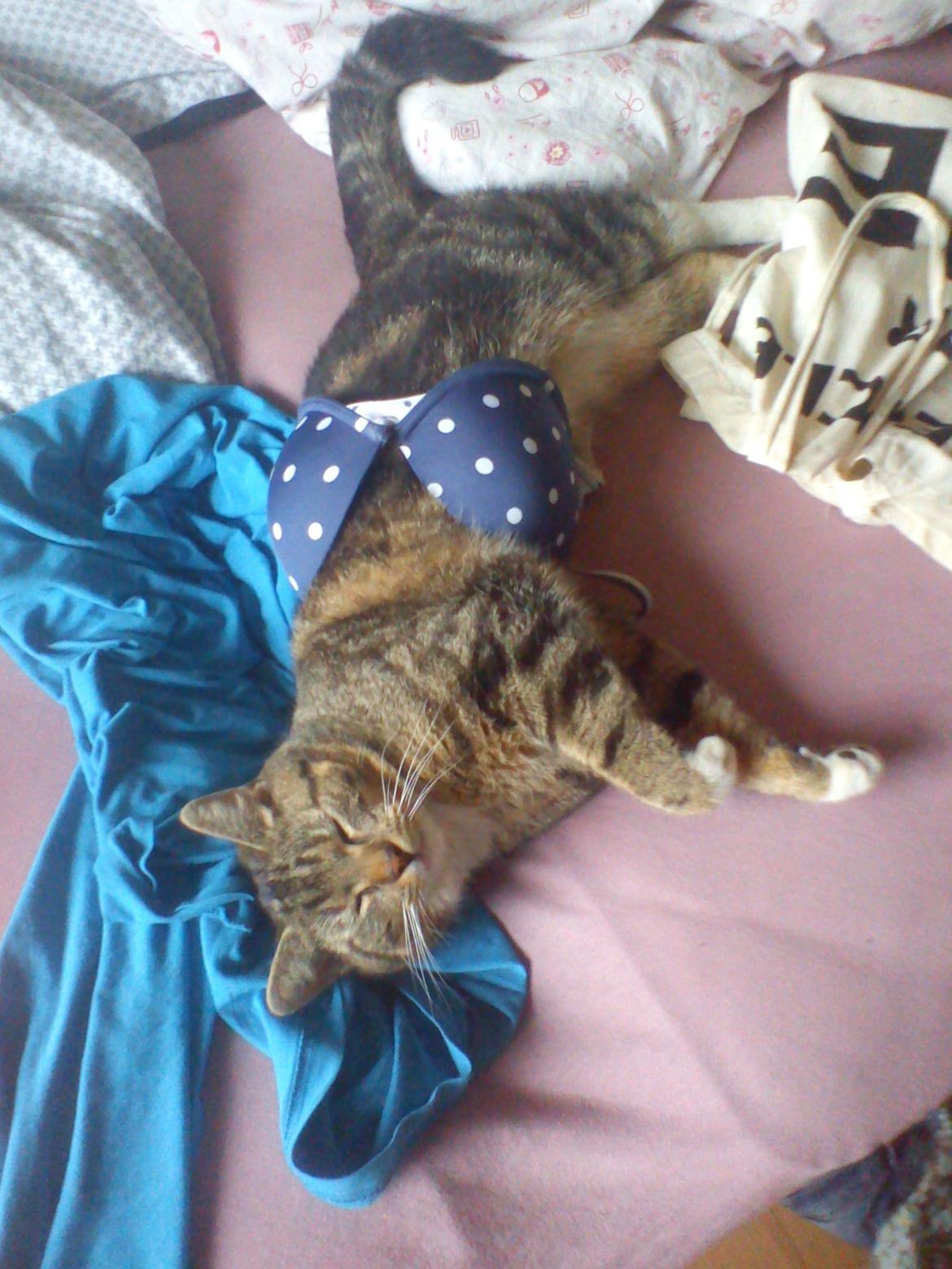 Blanding af racer Edward ~ Baby! <3 - Min baby er sku Bikini klar!  billede 5