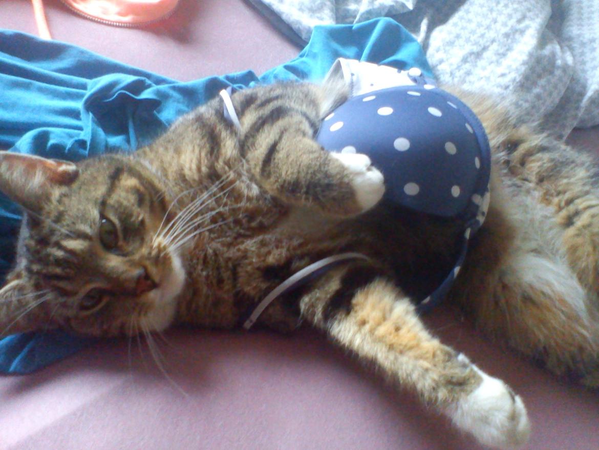 Blanding af racer Edward ~ Baby! <3 - Uff den frække mis! billede 6