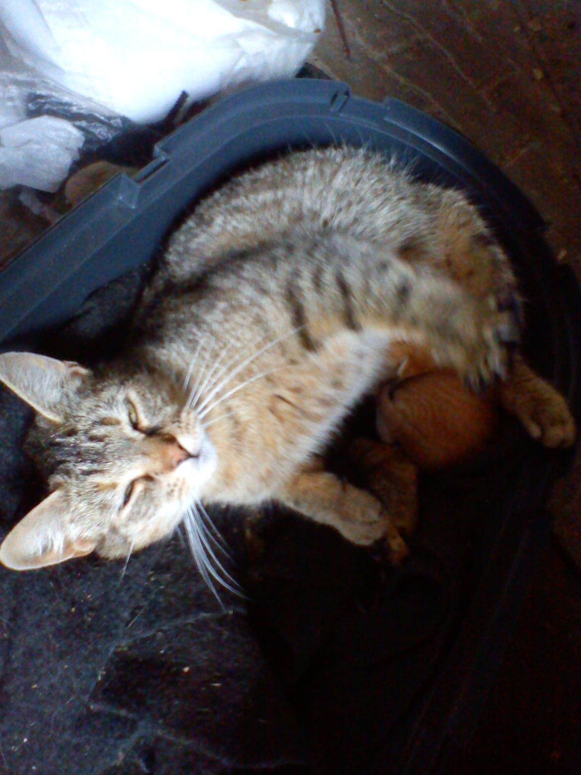 Blanding af racer Kaya ~ Miss-Mor! <3 billede 3