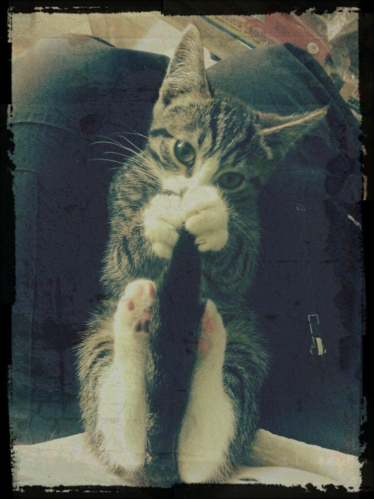 Blanding af racer Spilopper - Det er godt man altid har halen med billede 6