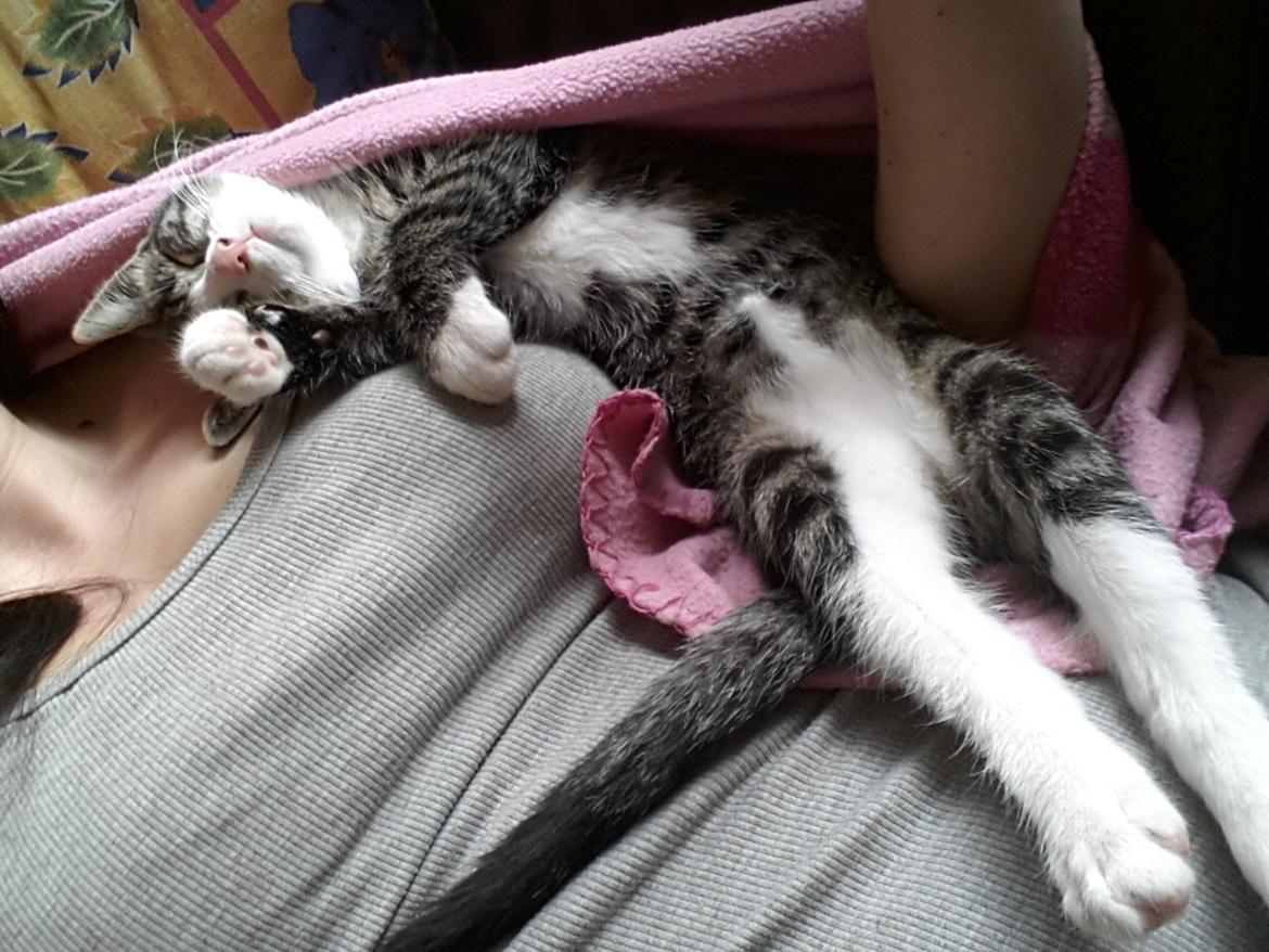 Blanding af racer Spilopper - Det var det der med de sjove sovestillinger billede 7