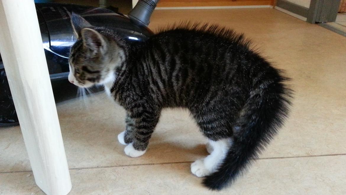 Blanding af racer Spilopper - Han er ikke bange for støvsugeren, opvaskemaskinen, vaskemaskinen eller tørretumbleren, men sit eget spejlbillede! det er en helt anden sag billede 8