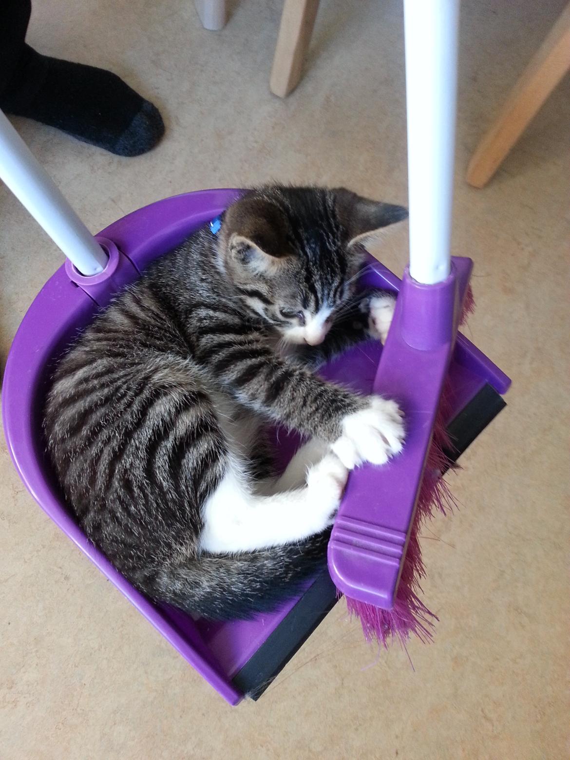 Blanding af racer Spilopper - Alternativ kattebakke  billede 9