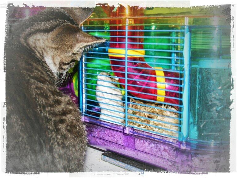 Blanding af racer Spilopper - De er ret så interessante, de der hamstere. (De synes at tænke det samme og Spilopper) billede 10