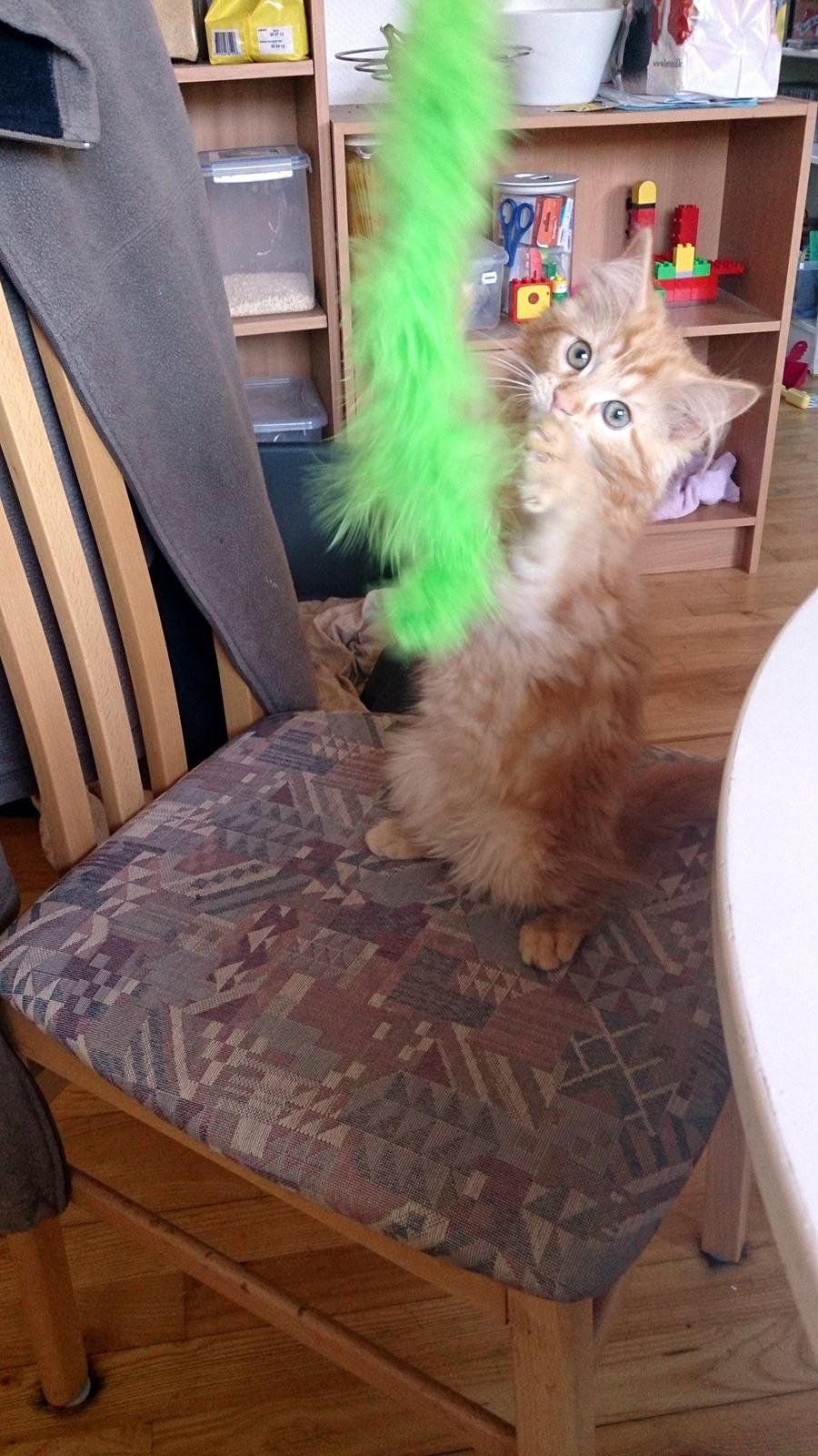 Blanding af racer Miver Malou - Jubii leg leg leg... billede 11