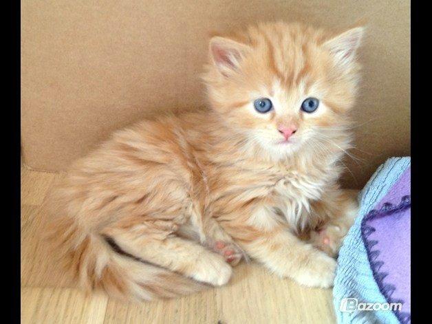 Blanding af racer Miver Malou - taget hjemme ved missemor billede 2