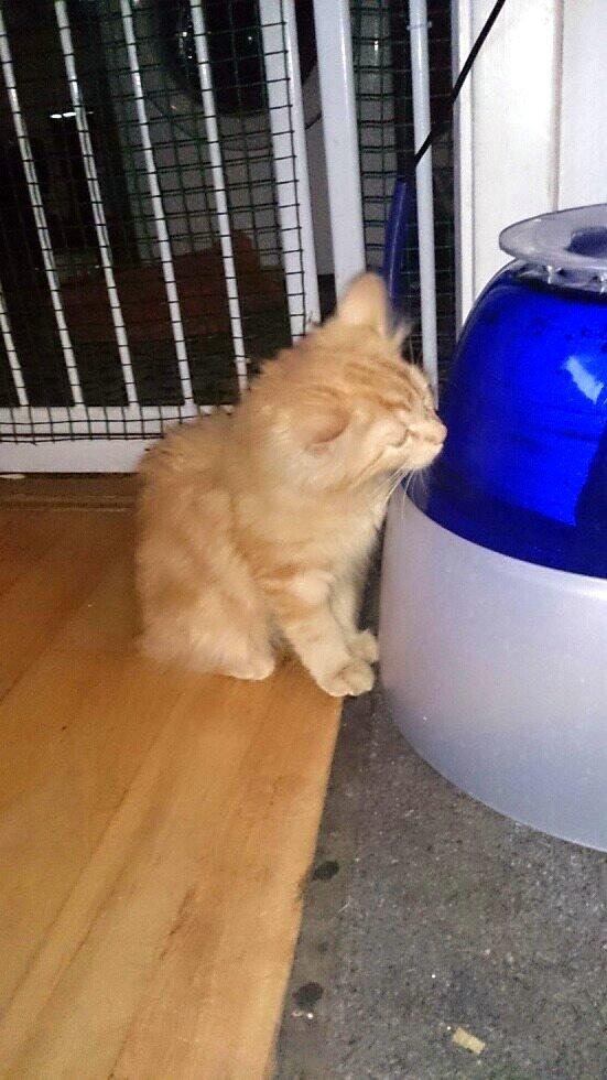 Blanding af racer Miver Malou - Ny måde at drikke vand på, men det er nu nemt nok :-) billede 4