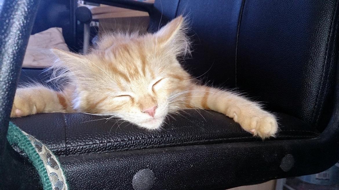 Blanding af racer Miver Malou - Hvor er en kontorstol dog dejlig når man bliver lidt træt billede 9