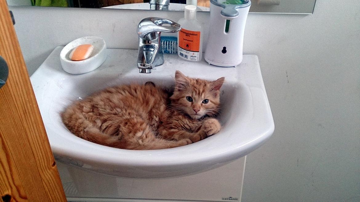 Blanding af racer Miver Malou - Og vil man ha' lidt fred og ro er det her da ikke den dårligste katteseng... billede 10