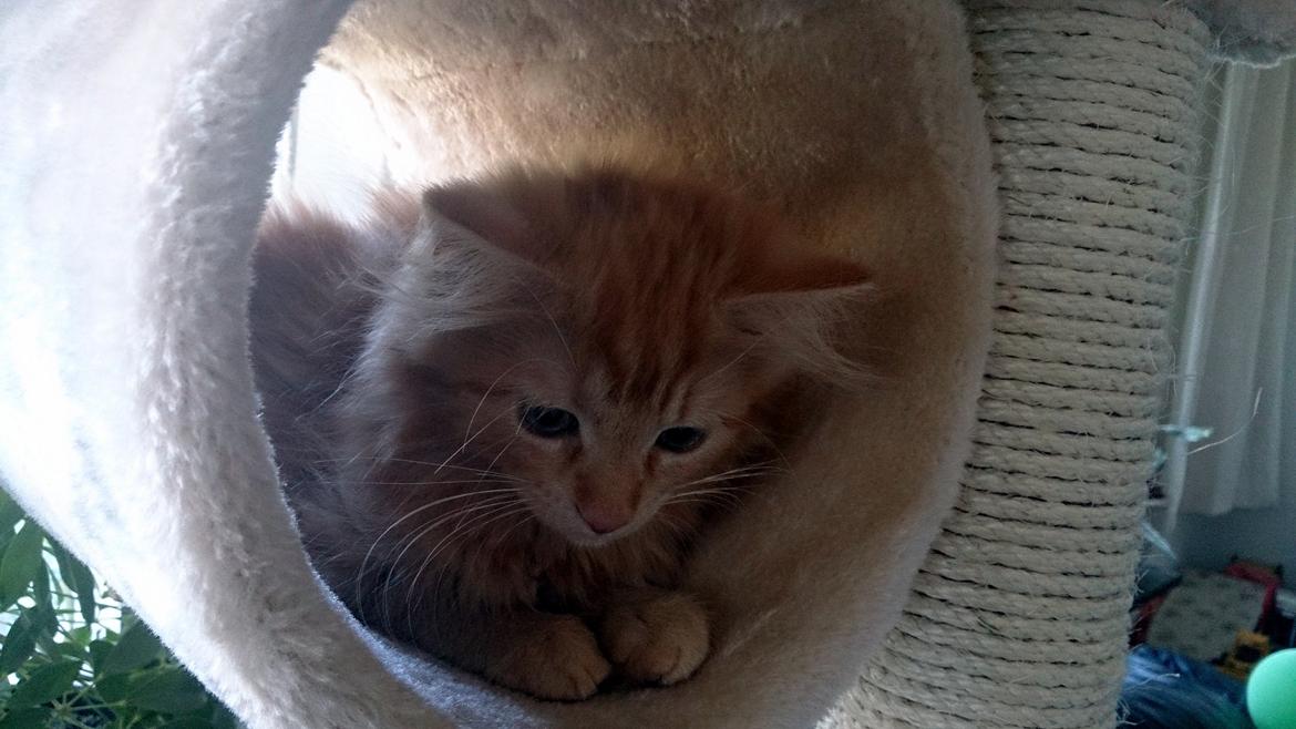 Blanding af racer Miver Malou - dejlig hule i mit nye kattetræ billede 5