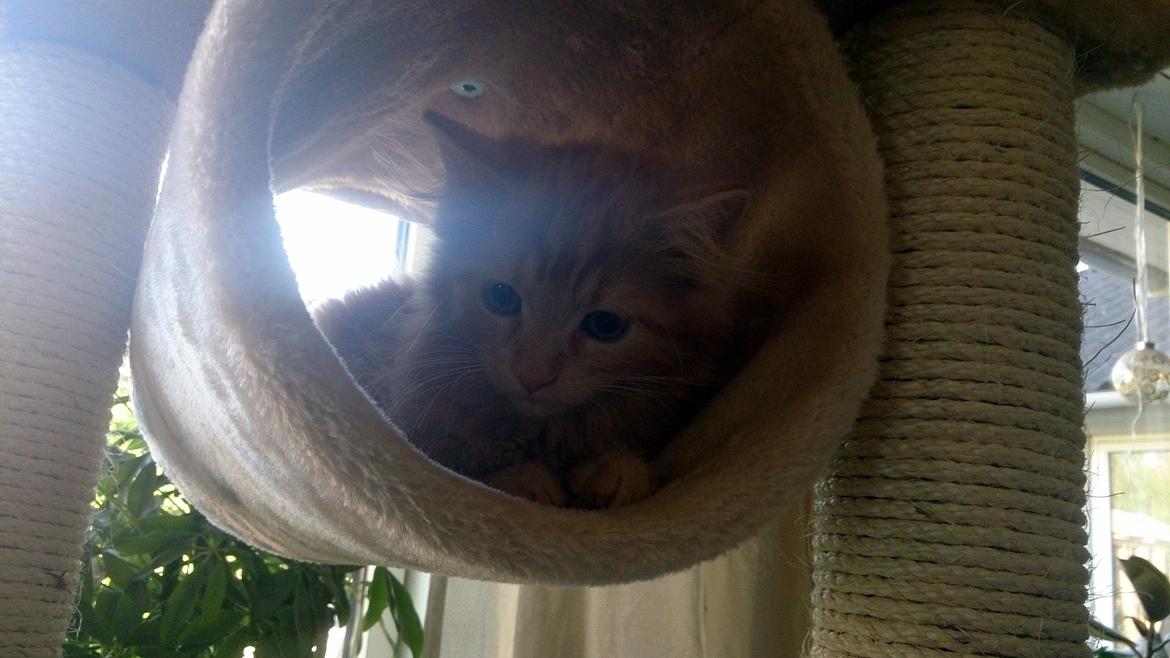 Blanding af racer Miver Malou billede 7