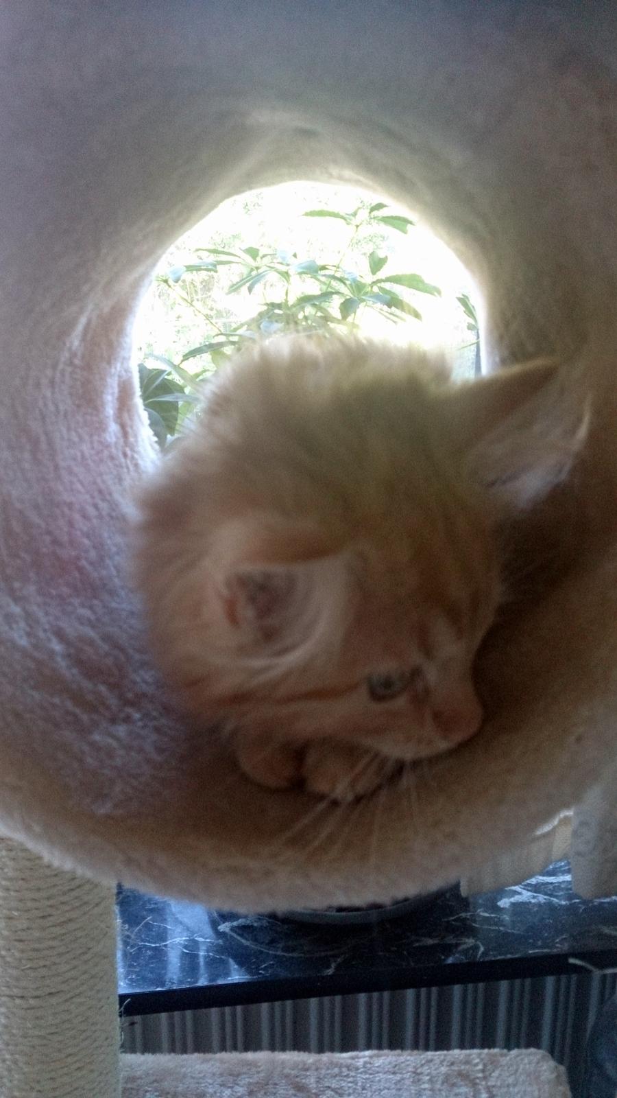 Blanding af racer Miver Malou - "Hvad laver de hunde dog helt dernede..."
 billede 8