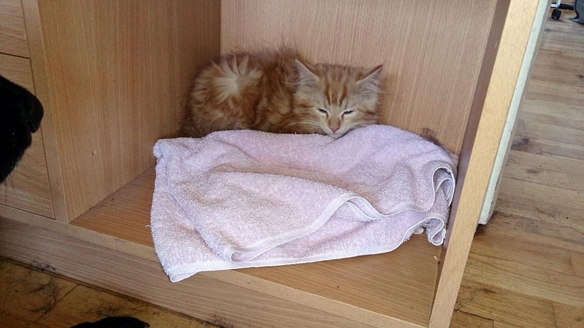 Blanding af racer Miver Malou - første skjulested for hundene... :-) billede 3