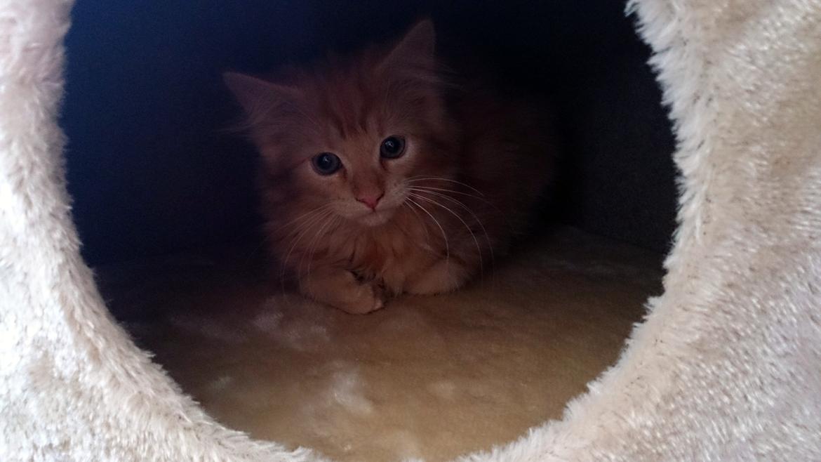 Blanding af racer Miver Malou billede 6