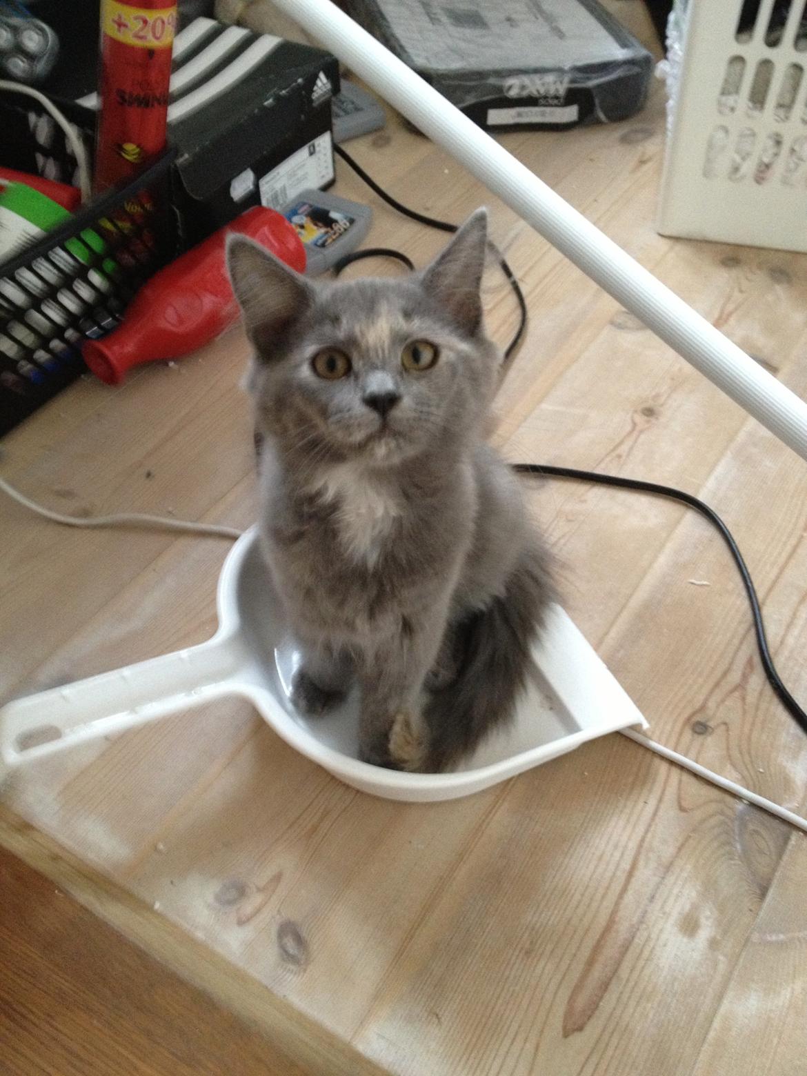 Maine Coon Mille billede 2