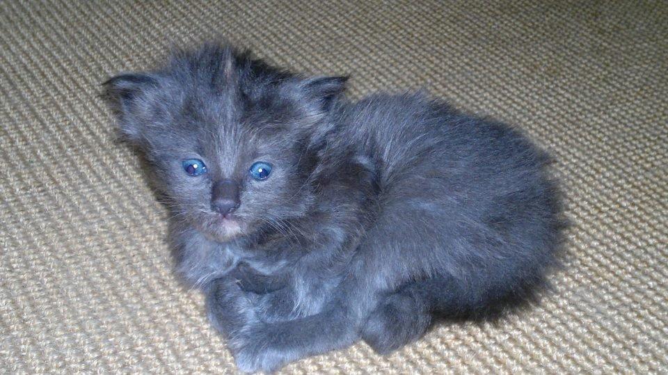 Blanding af racer Lunie - Man må sige at hun har vokset sig kønnere, hihi :-) billede 13