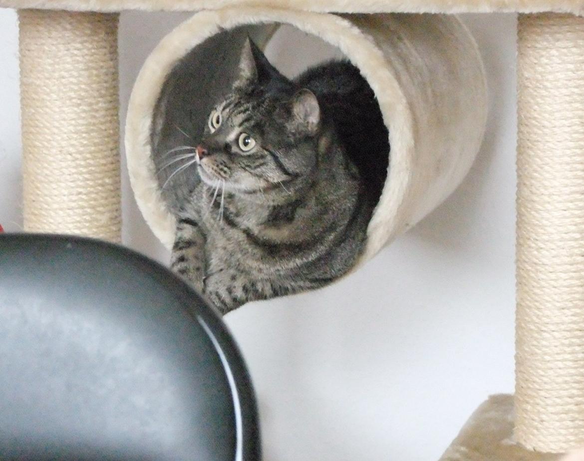 Huskat Sally " himmelkat" snøft billede 14