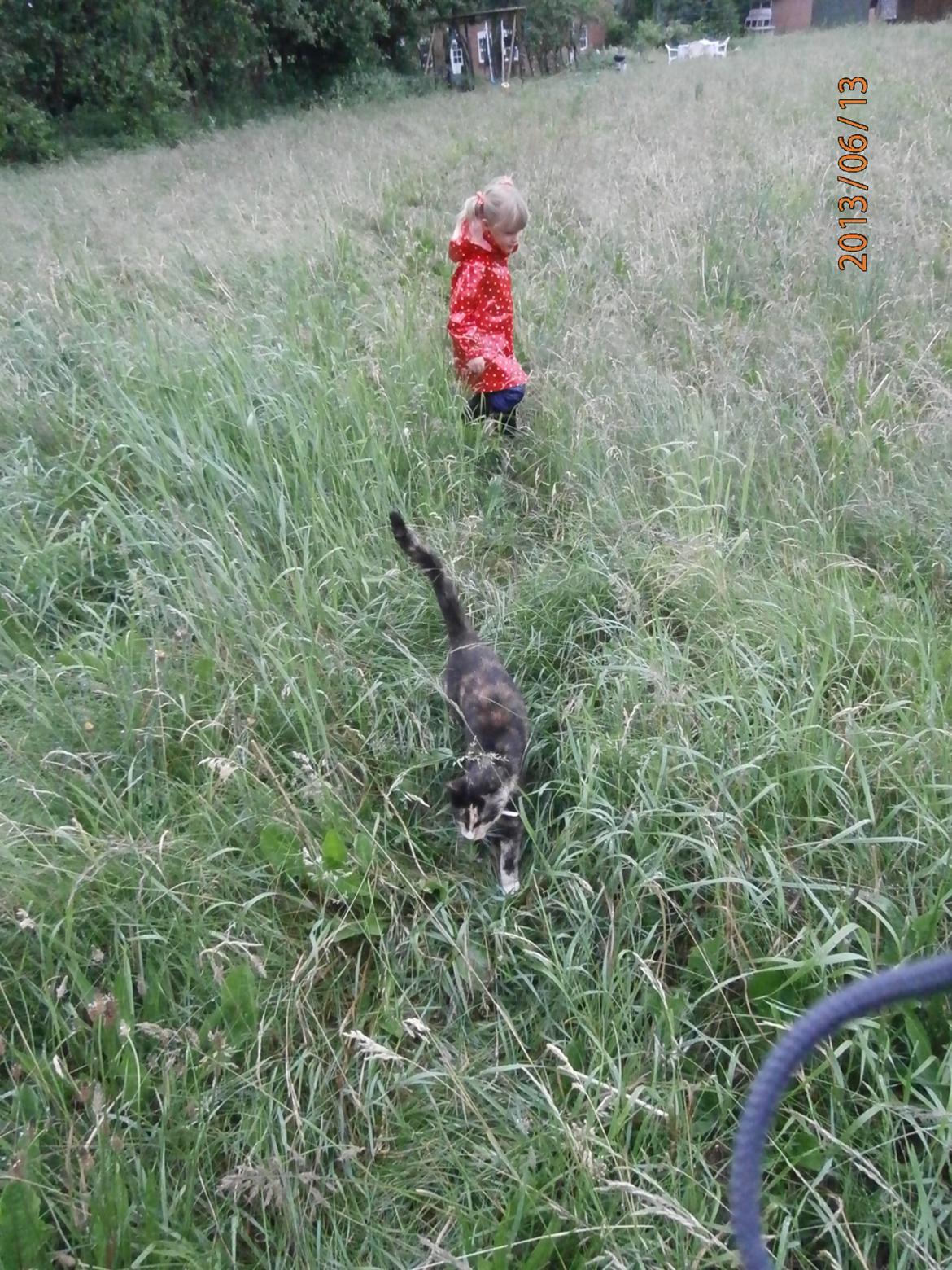 Huskat Sille billede 5