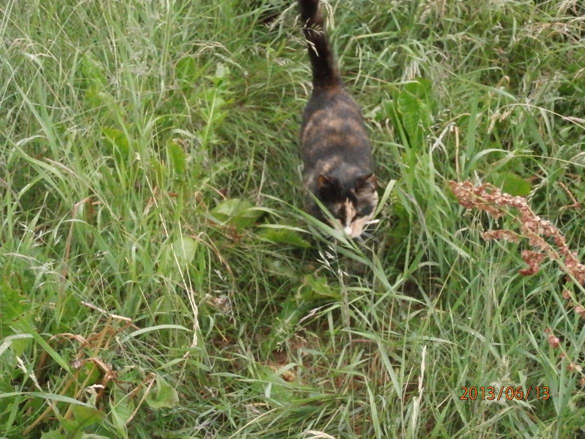 Huskat Sille billede 6