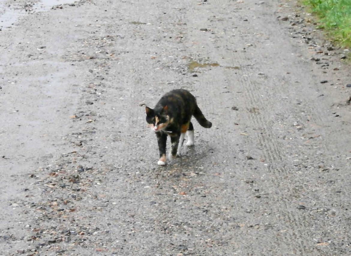 Huskat Sille billede 15