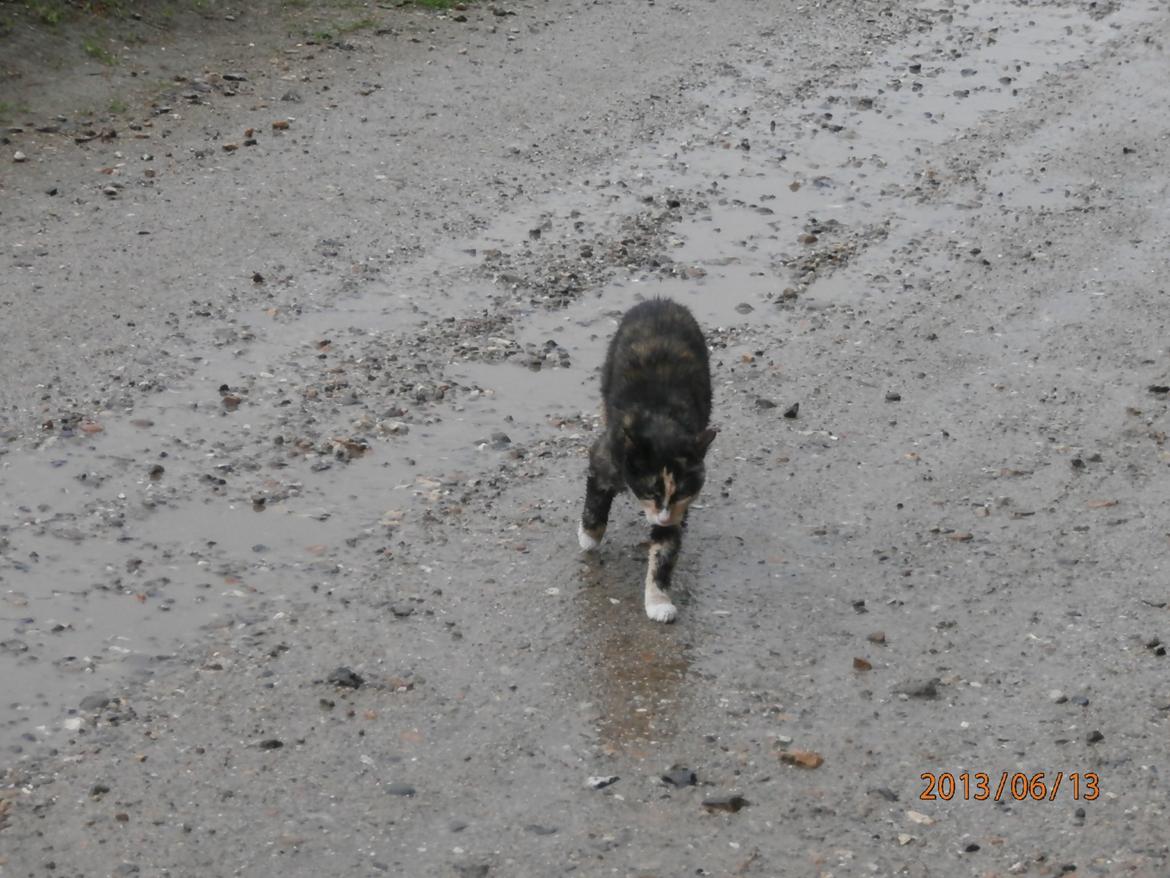 Huskat Sille billede 16