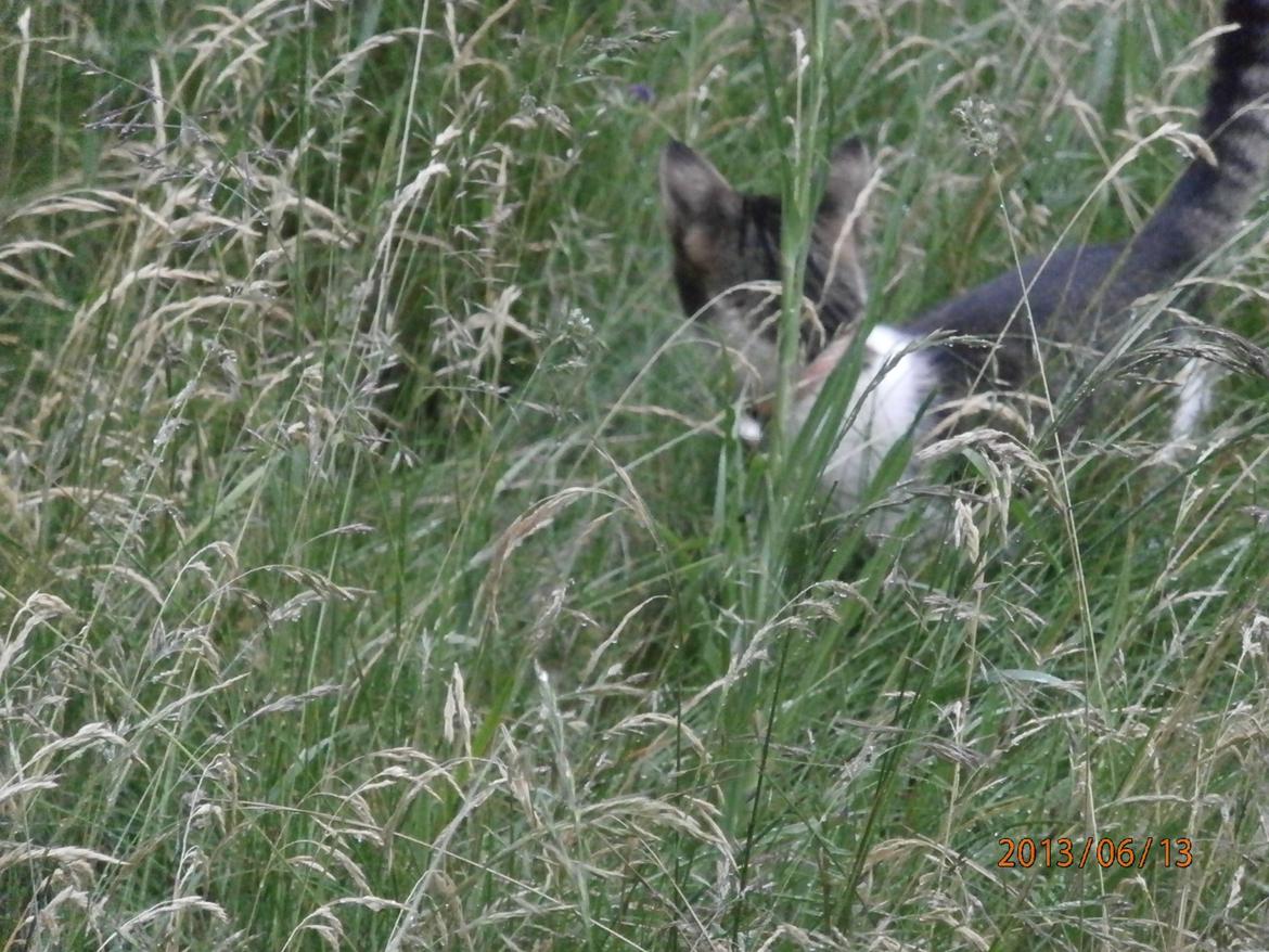 Huskat Frida billede 7