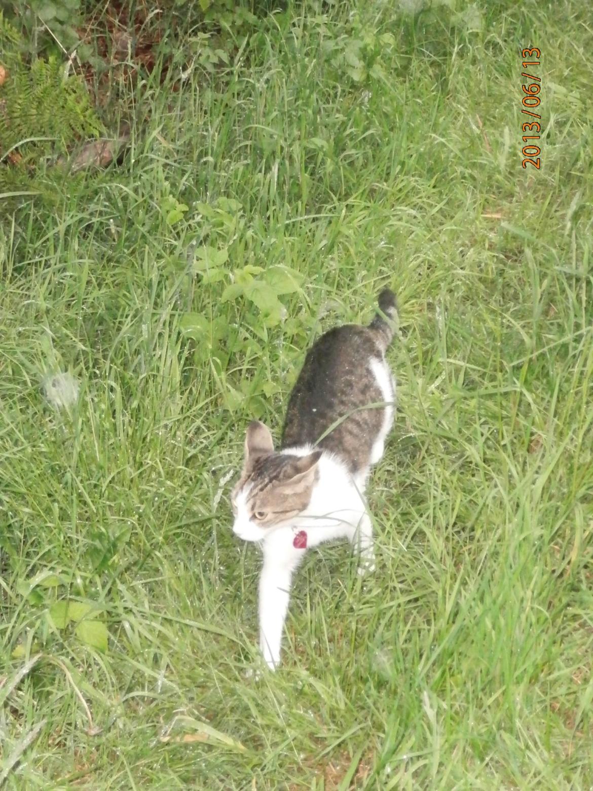 Huskat Frida billede 9