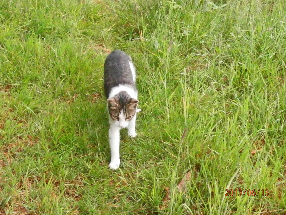 Huskat Frida billede 11