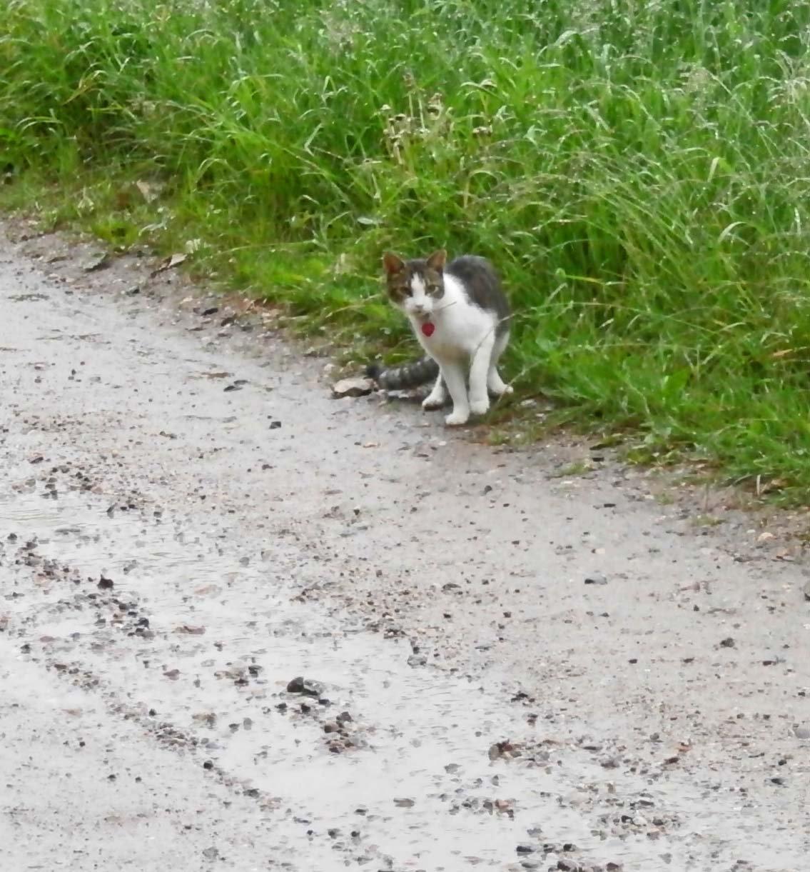 Huskat Frida billede 13