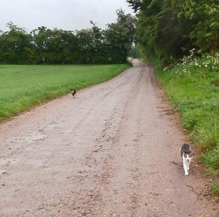 Huskat Frida billede 15
