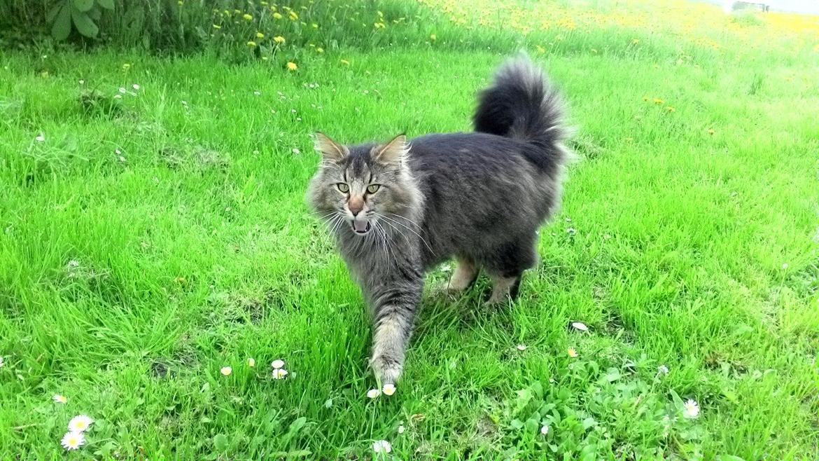 Norsk Skovkat Sofiebo`s Bastian - "Moar" vent på mig! ;) billede 1