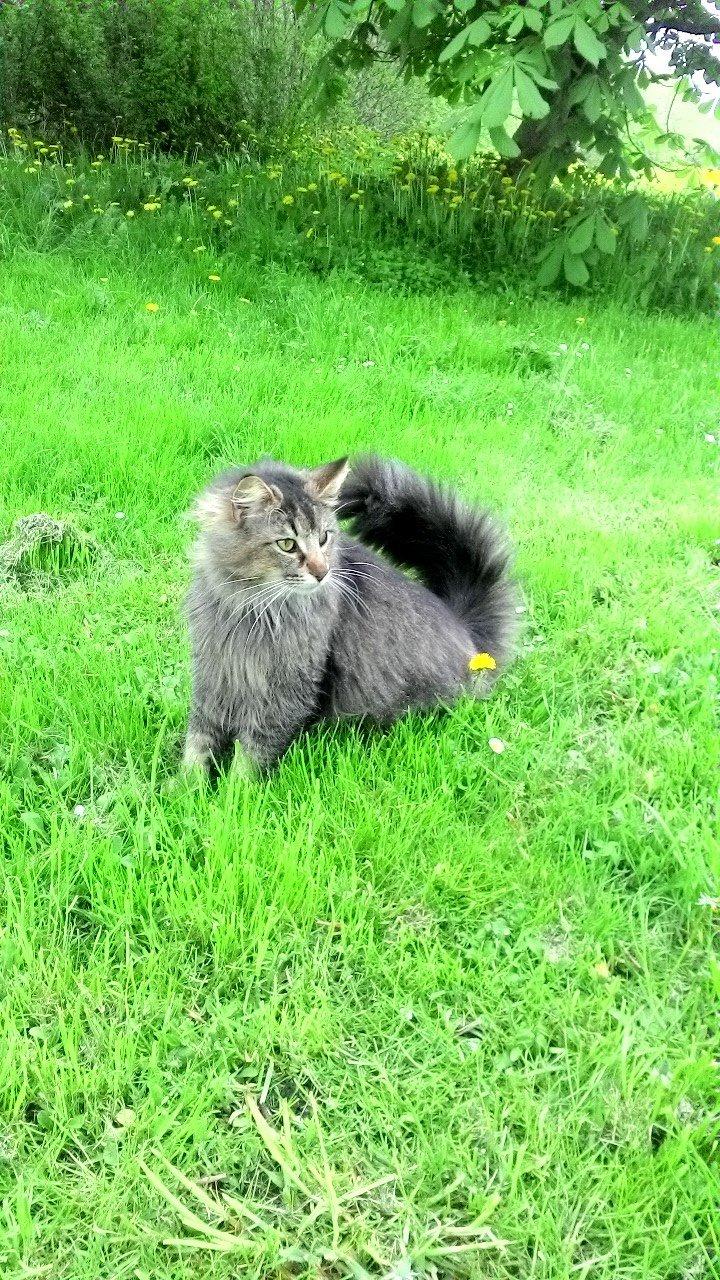 Norsk Skovkat Sofiebo`s Bastian - Bastian billede 2