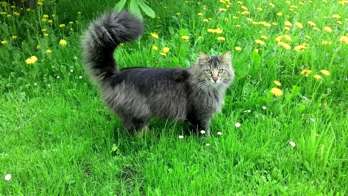 Norsk Skovkat Sofiebo`s Bastian - Sofiebo`s Bastian ude i haven :) billede 3