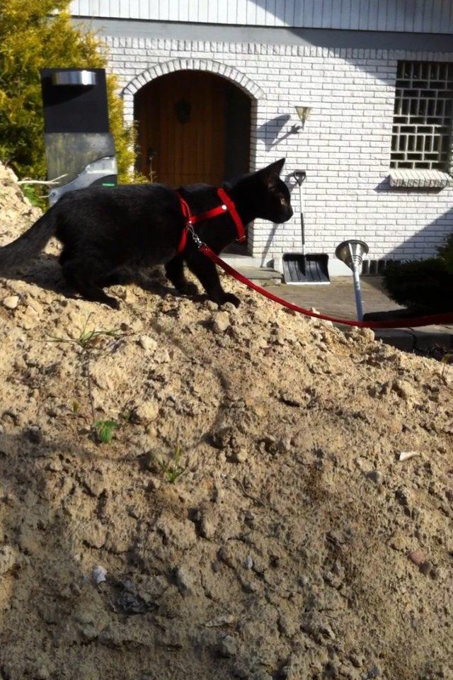 Huskat Mis billede 16