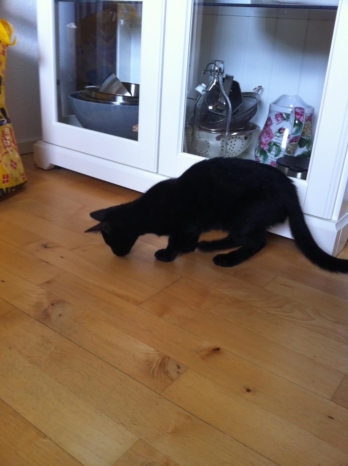 Huskat Mis billede 18