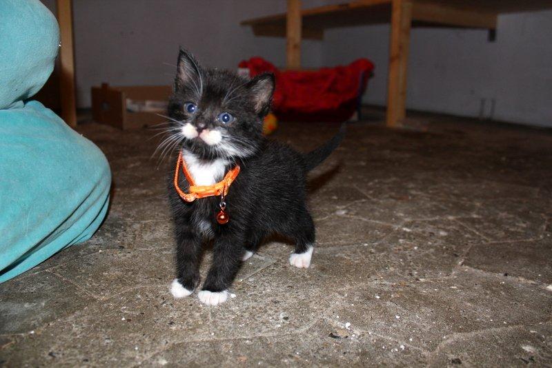 Huskat Gizmo - billede af lille Gizmo ca 7 uger gamle billede 15