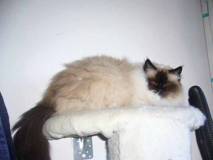 Hellig Birma Kamlini's Bella billede 1