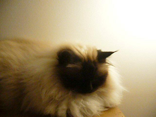 Hellig Birma Kamlini's Bella billede 2