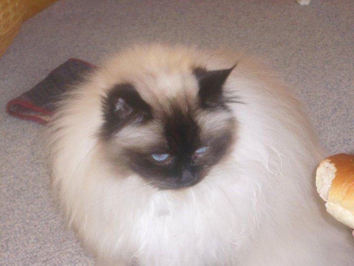 Hellig Birma Kamlini's Bella billede 3