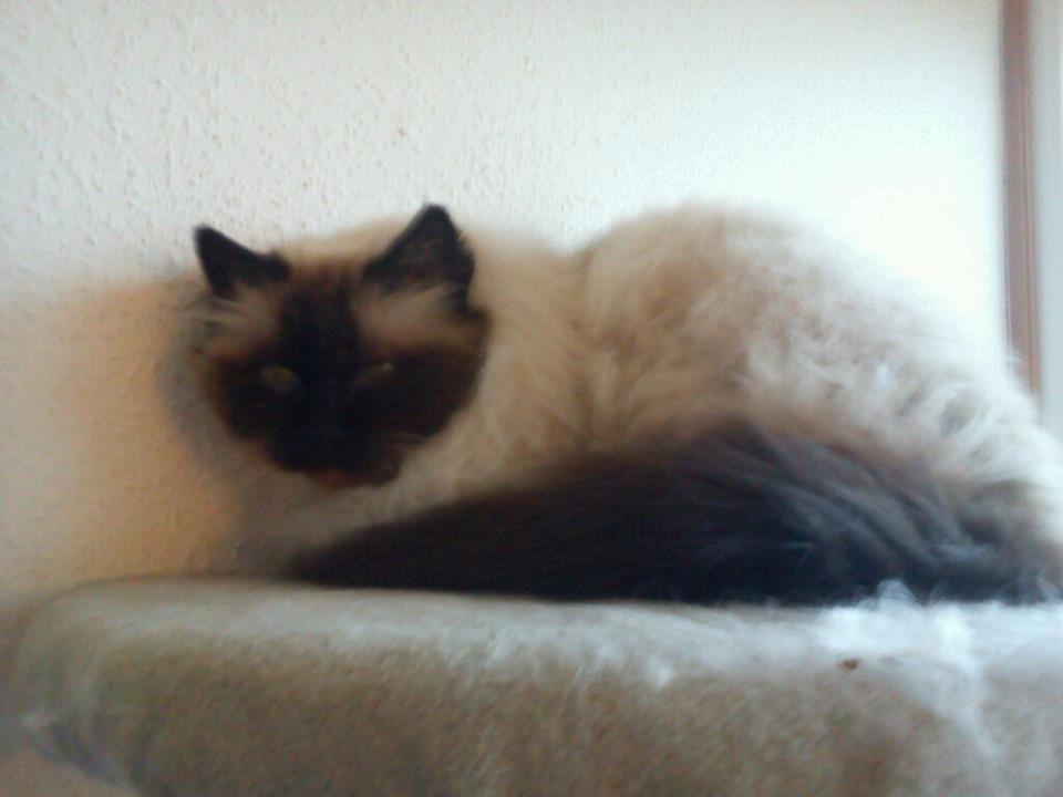 Hellig Birma Kamlini's Bella billede 4