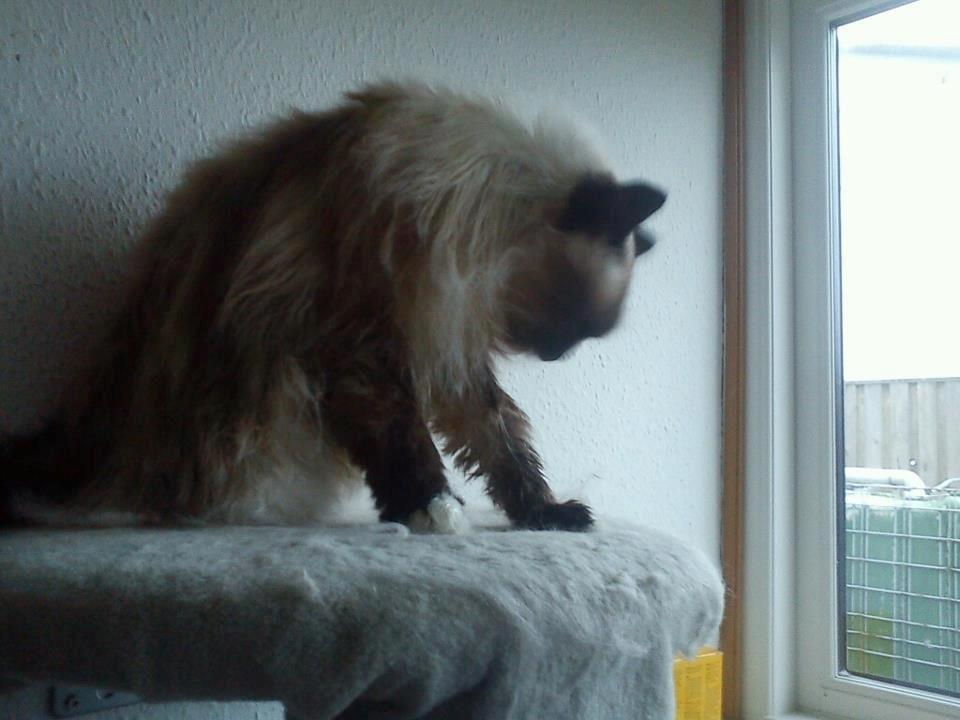 Hellig Birma Kamlini's Bella billede 5