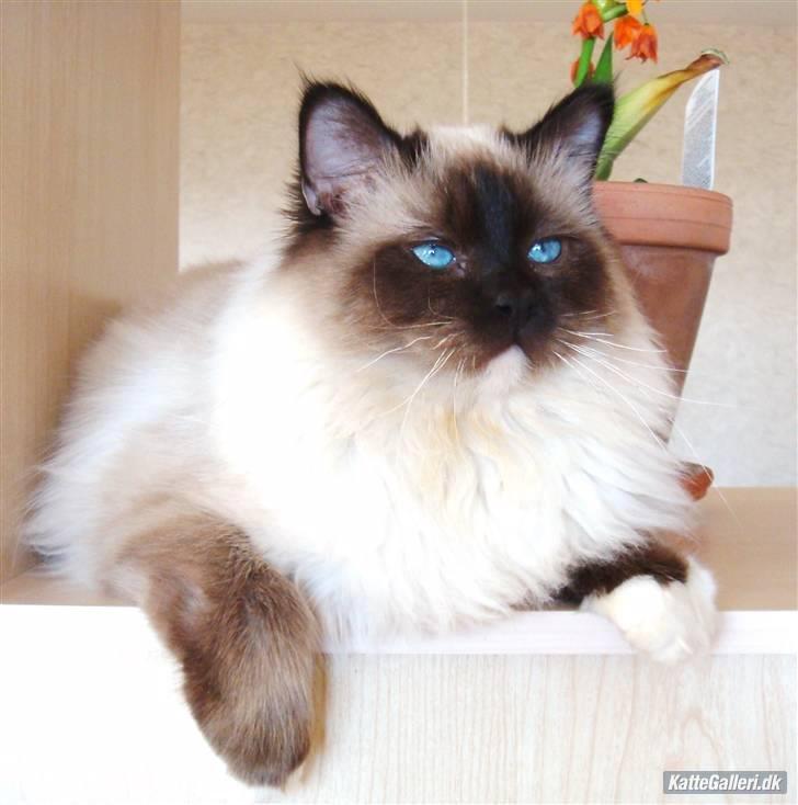 Hellig Birma Kamlini's Bella billede 6