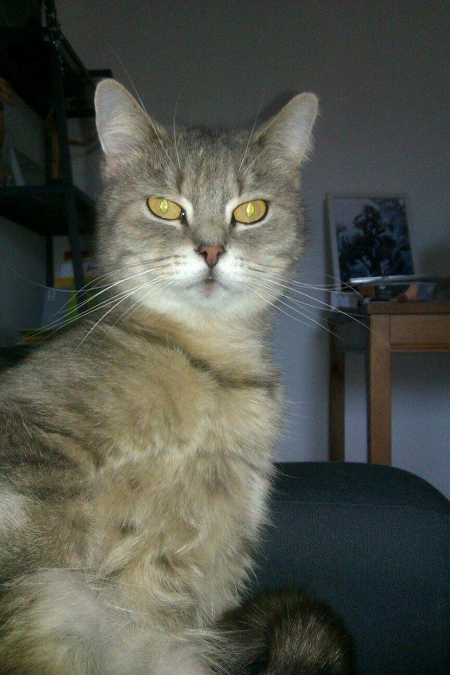 Blanding af racer Maika billede 6