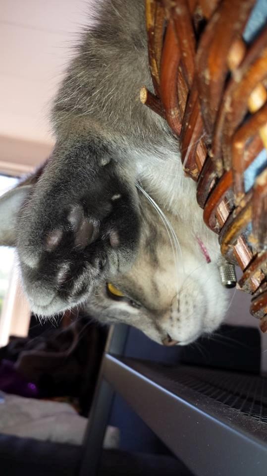 Blanding af racer Maika billede 7