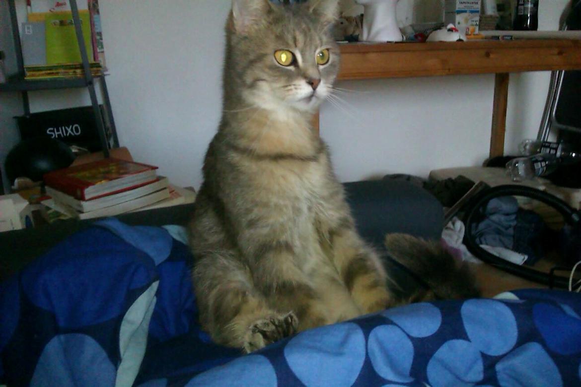 Blanding af racer Maika billede 8