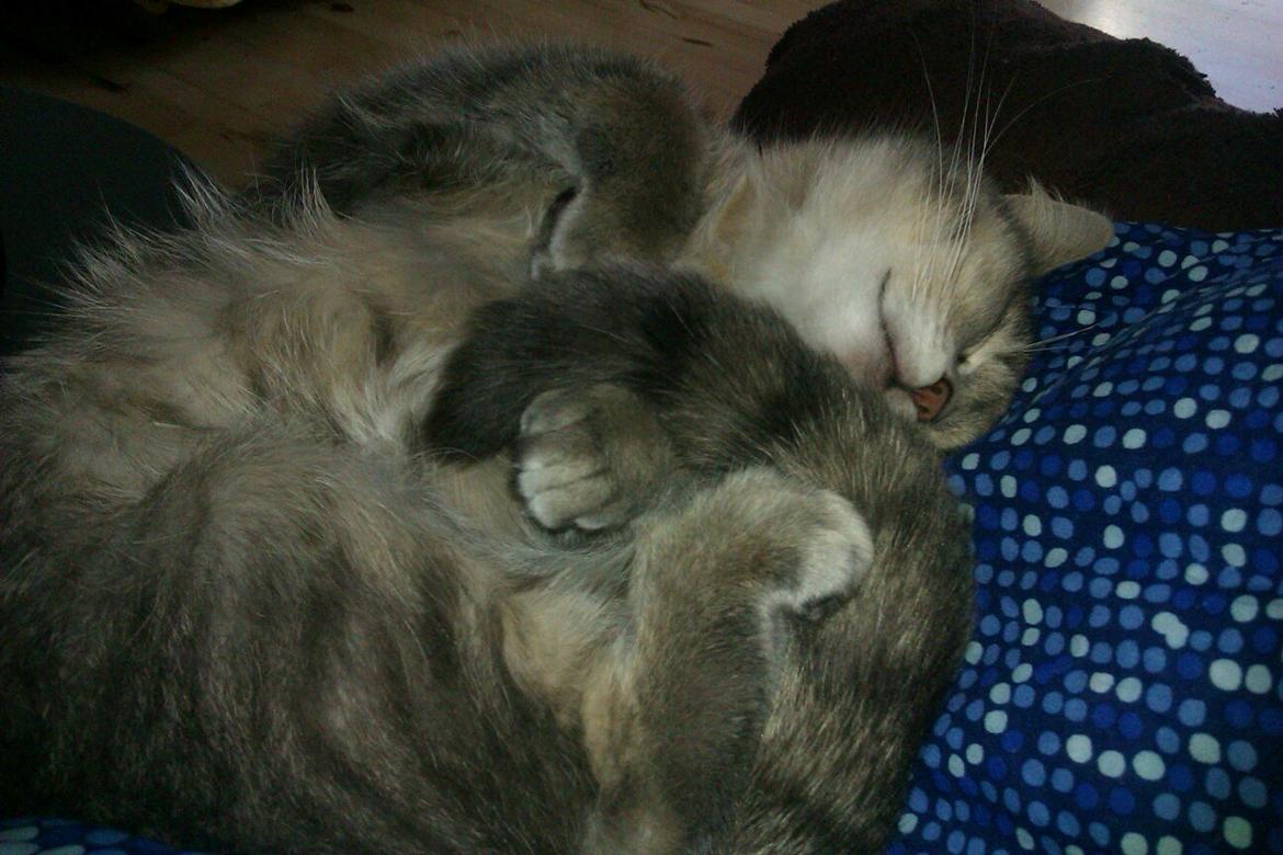 Blanding af racer Maika billede 9