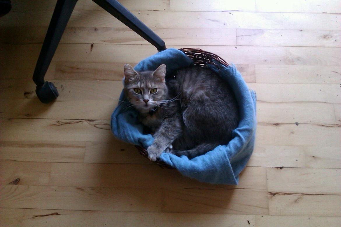 Blanding af racer Maika billede 10